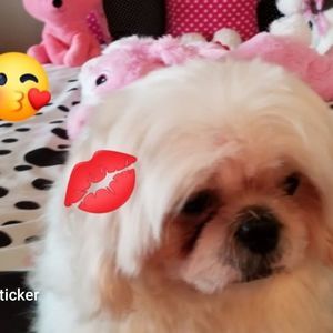 Meet your Posher, Rosie